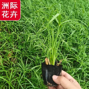 ˮ��ֲ�ﺵ��ݱ��� �L܇��ˮ��� ��߅���ˮ�w�G�������纵���