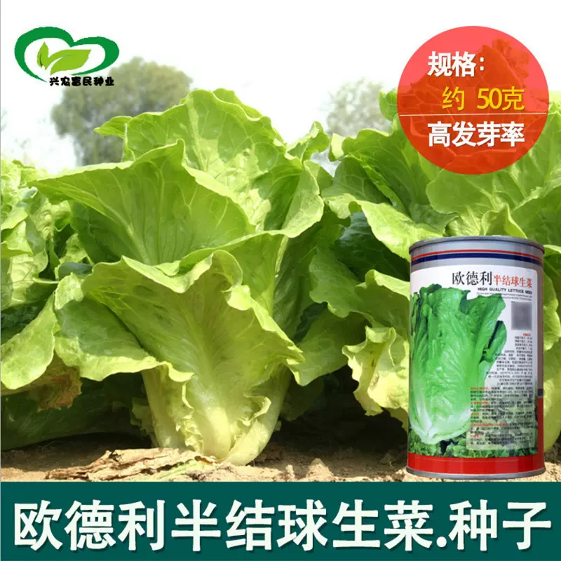 意大利全年耐抽苔生菜种子批发 四季播种植 蔬菜种子