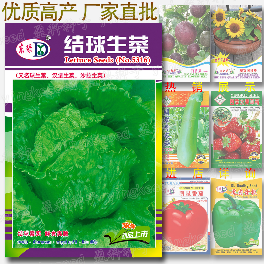 约1500粒结球生菜籽 球莴苣生菜 汉堡生菜 沙拉生菜 蔬菜种子批发