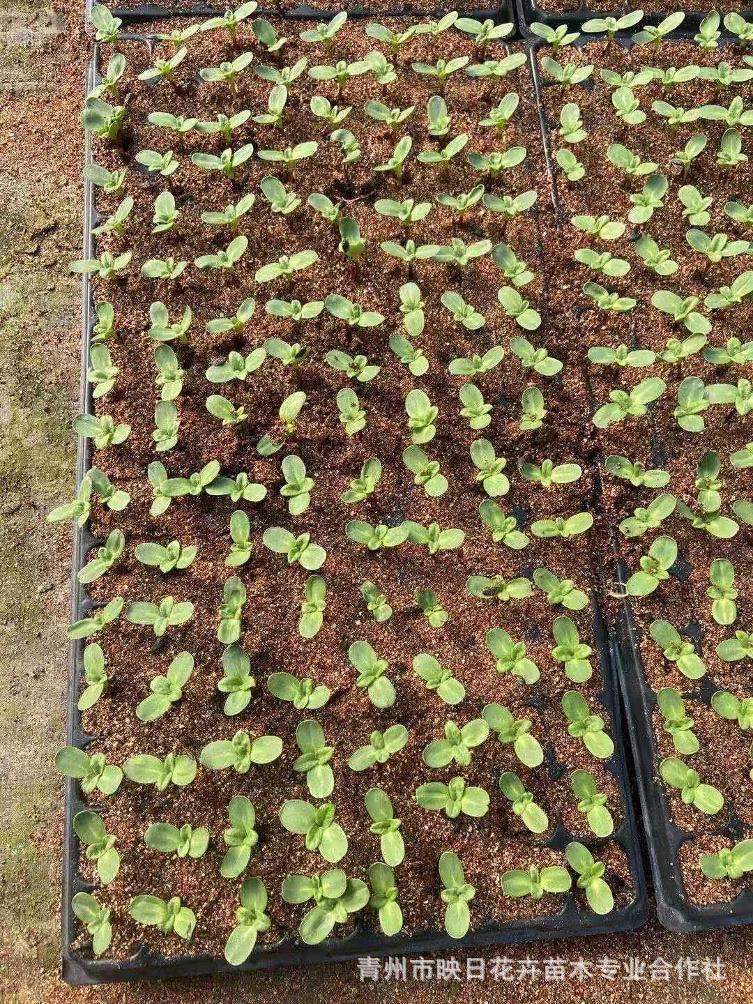 7e493ce88b245447df89c7c2a4a028