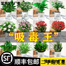 �lؔ��G�}�j��荻�������С�Gֲˮ����B�k���҃ȶ���ֲ�����ȩ