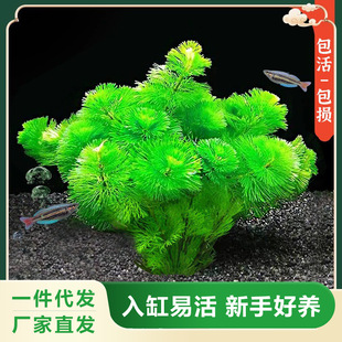 Green Chrysanthemum Aquatic Plant Fish Tank Red Chrysanthemum Aquatic Plant Real Grass Landscaping Package Green Chrysanthemum Negative Bubbling Foreground Red Chrysanthemum Factory