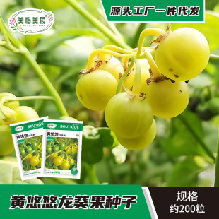 Yellow Dragon葵 Seeds, Yellow, Sweet, Star-Shaped, Childhood Dragon葵, Northeastern Four-Season Courtyard Balcony Potted Plant