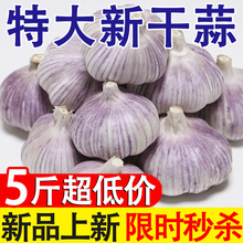 金乡大蒜 新鲜干大蒜头5斤装蒜种籽2023当季蔬菜批发紫皮特大10斤