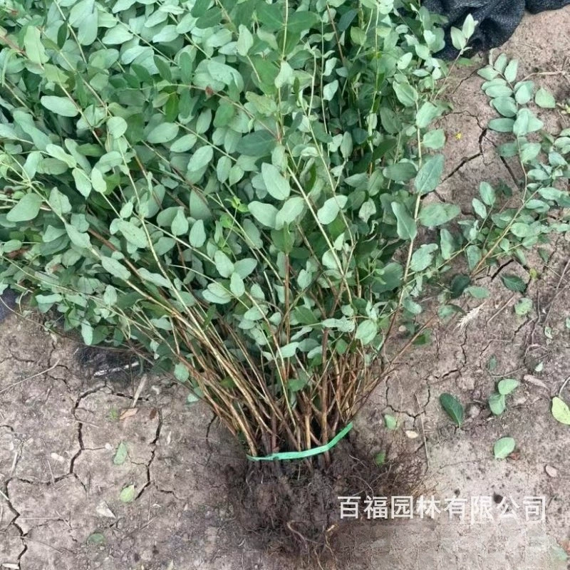 Оптовая рассада Золотой сливы кустарник озеленение цветного блока саженцы оптом сообщество парк цветочных растений