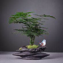 黄杨盆栽植物室内好养易活文竹盆景绿植客厅花卉四季常青净化空气