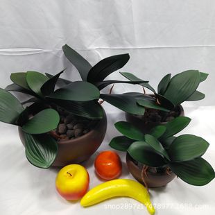 ��������m�~��EVA�ָк����m���~�����l�����m���滨�廨�����m