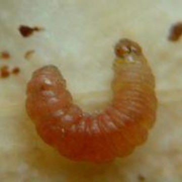 杏小食心虫引诱剂 Grapholitha prunivora（进口）