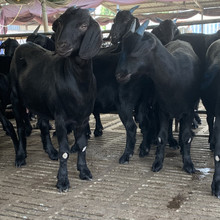 黑山羊養殖 大量供應黑山羊孕羊 羊羔  湖南哪里有黑山羊養殖