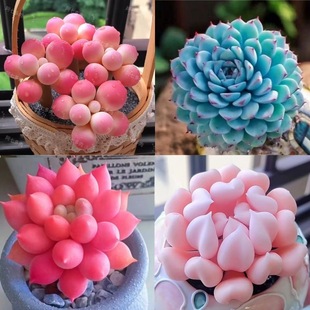 Y¿ֲԽMςӰۼtֺBͺkL