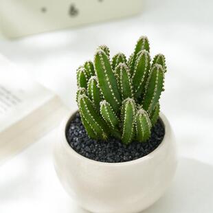 Cactus Succulent Plant Potted Office Desktop Easy to Maintain All-Season Flower Cactus Green Plant