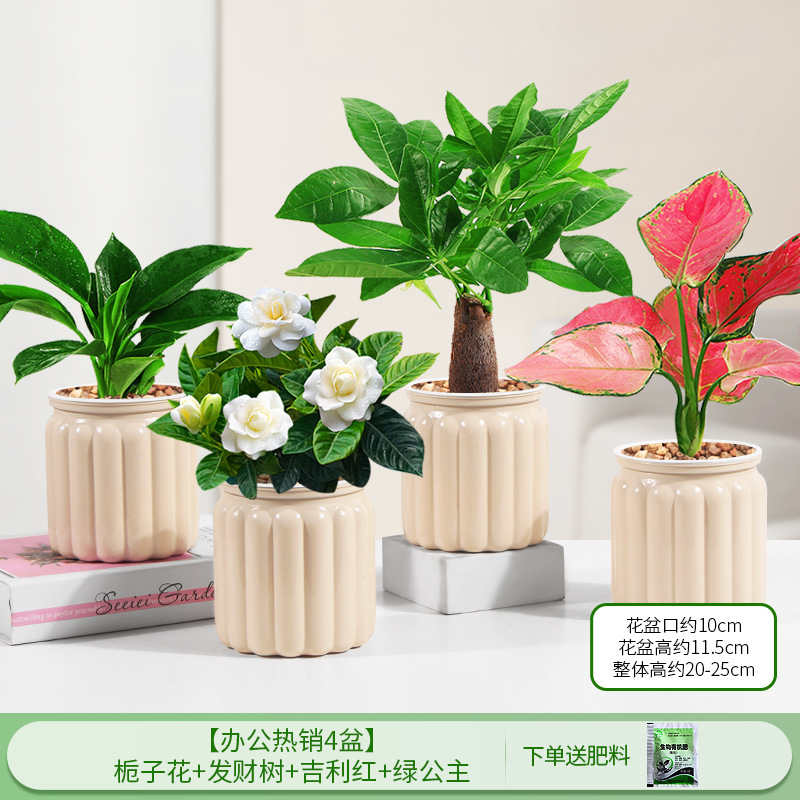 [오피스 베스트셀러 화분 4종] 치자나무 + 머니트리 + 길리레드 + 그린프린세스