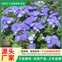 ENӷNѷxżt֩չ@Gʱʱ{ɫ