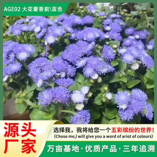 �����E�N�ӷN�ѷ��x�żt֩��չ��@�����G�ʱ������ʱ����{ɫ����