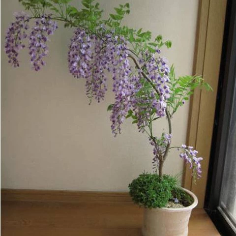 Глициния цветок дерево в горшке вьющийся цветок вьющаяся лоза завод двор лоза завод инженерия озеленение рассада бонсай ландшафтное дерево