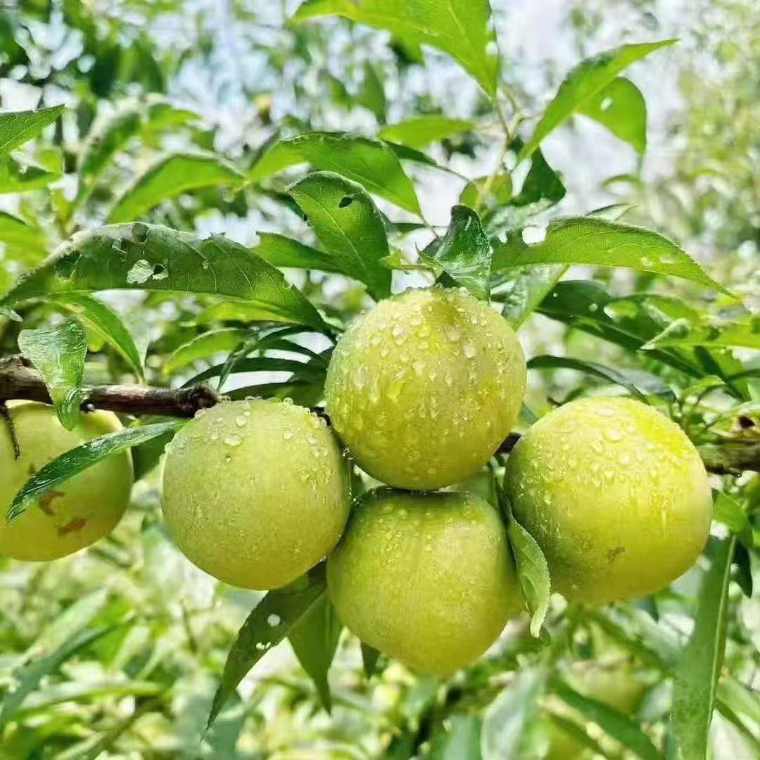 批发李子种子李树种籽别名嘉庆子种子布霖玉皇李子种子山李子