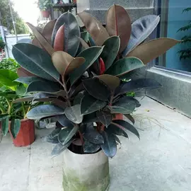 盆栽;花盆容器;盆景