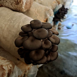 菌菇种苗;羊肚菌;盆栽