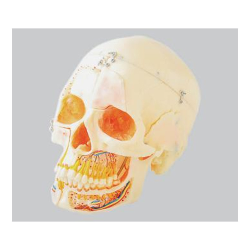 Modelo de simulación dental simple de modelo de práctica de enseñanza oral tipo reposacabezas modelo de cabeza simple de sujeción de mesa modelo de simulación de cabeza image 13