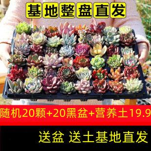 Succulent Plant Wholesale New Combination Potted Succulent Plants. the Whole Box Must Contain Expensive Goods and Will Be Shipped with Soil