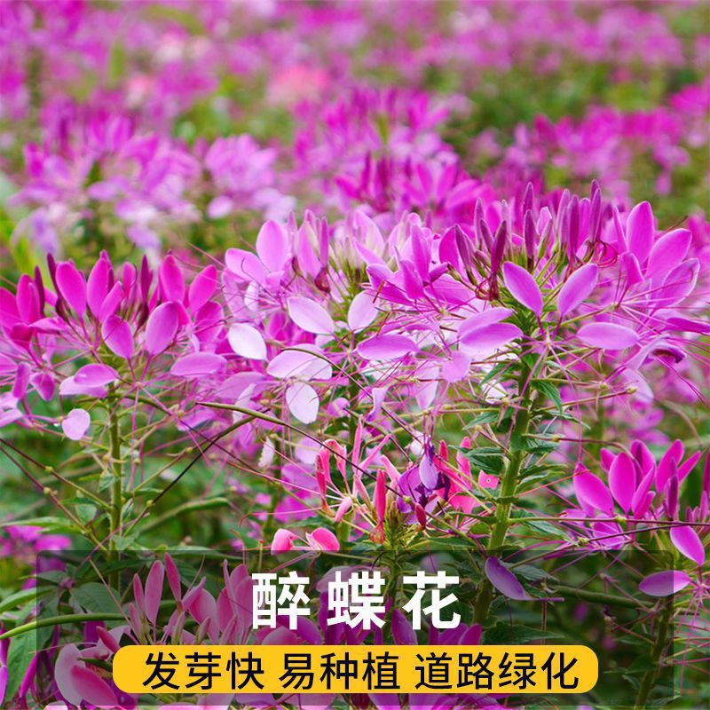 醉蝶花种子混色紫色粉色高杆花海花籽花种籽四季易活庭院蜜源茑萝