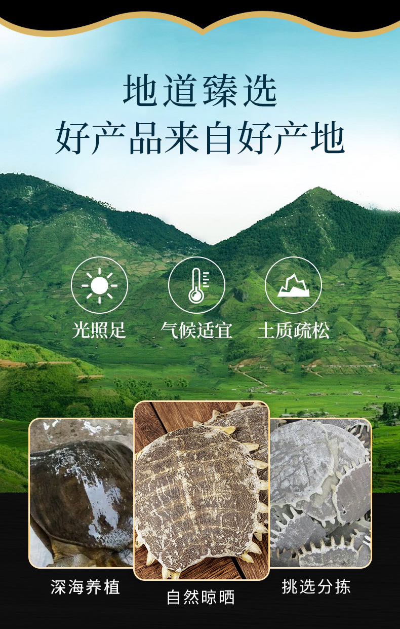 Bie Jia (Trionyx sinensis Carapace) — Vinegar-Processed Soft-Shell Turtle Shell, Dried TCM Herb key features