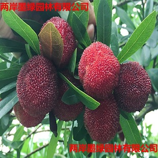 �|����÷������� ���ڼ޽ӗ�÷���� �ش������ϱ����Nֲ����Y��