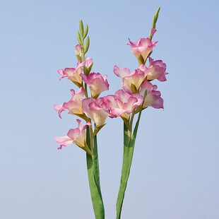 ���愦�m ���滨�ٻ� �ҾӔ[��ܛ�b�bƵ�zӰ��c���m��