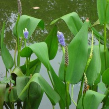 再力花种子 水竹芋水莲蕉 塔利亚多年生挺水草本水生植物种子