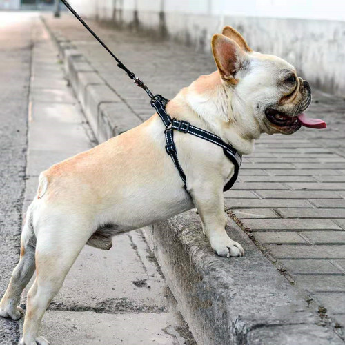 Pet Harness Back Harness Dog Leash Set Walking Leash Cat Dog Collar Anti-Choking Adjustable Direct Manufacturer Sale