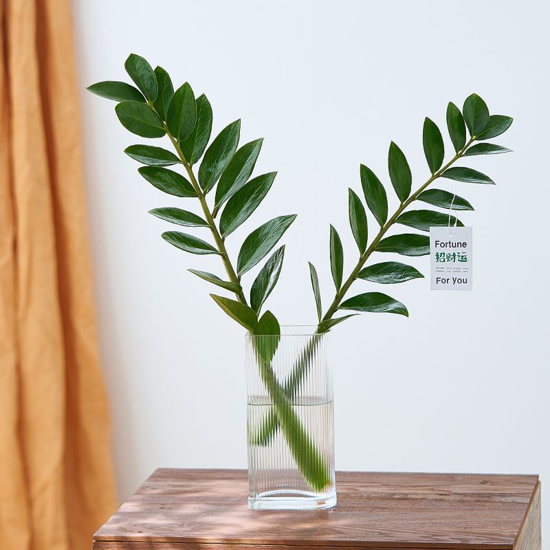 Hydroponic Money Tree, Water-Aged Stump, Green Plant, Indoor Potted Plant, Easy to Maintain in All Seasons, Autumn and Winter Living Room Flower Plant