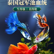 孔雀鱼活鱼观赏鱼纯种大尾巴热带淡水鱼好养耐活冰蓝凤尾鱼苗