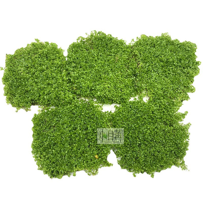 Мини Короткая Жемчужная Сетка Водная Трава Живая Оптовая Аквариум Пейзаж Настоящая Водная Трава Украшение Аквариум Декоративная Трава На переднем плане Трава