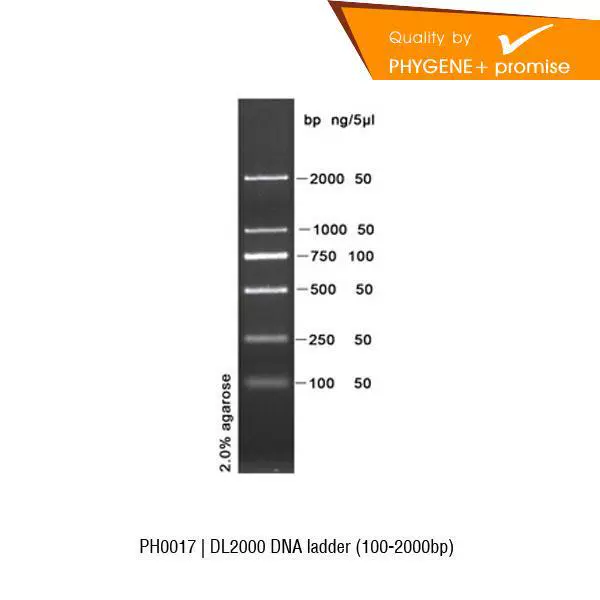 PH0017 DL2000 ДНК лестница 100-2000bp 100T Phygene