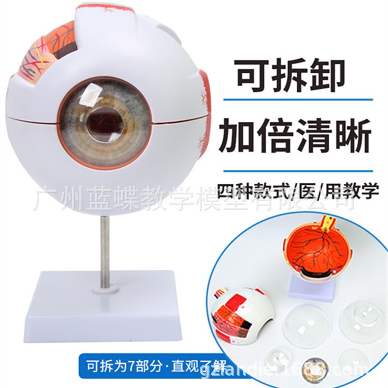 Modelo de ojo humano 6 veces la ampliación del modelo de ojo de cinco-departamento oficial estructura del ojo anatomía modelo de enseñanza