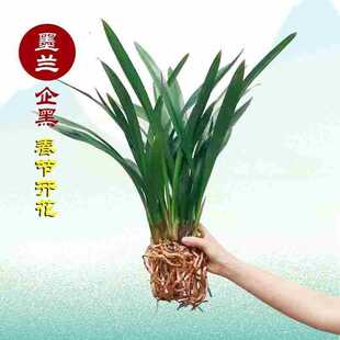 �����m������ī�m��ڈ�q�m���~�m�������İ�ī�͏d�̨�Gֲ����