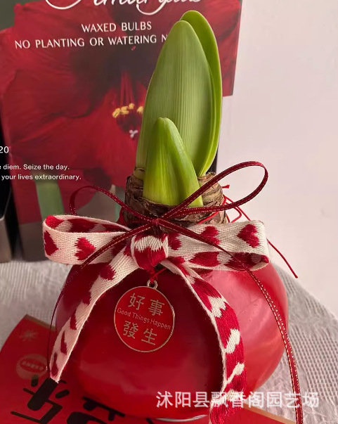 现货进口朱顶红重瓣种球带花苞室内外四季盆栽开花植物球根花卉子