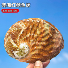 ��Ȼ����ؐ�� ���޼t�U�~�����l ��β�ݷ��������Ӽ��b�