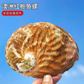 天然海螺贝壳 澳洲红鲍鱼壳批发 鼠尾草放置容器居家装饰