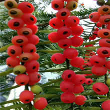 基地批发南方红豆杉鲜果曼地亚红豆杉干果科研观赏鲜果实量大从优