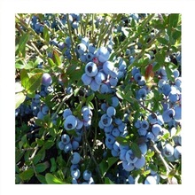 ֱN{ݮ IBl؛ ϵ׳ɻ ȸ  H5{ݮ