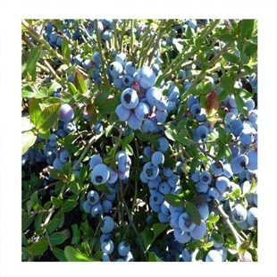 Blueberry Seedlings Sold Directly from the Nursery Are Shipped with a Nutrition Bowl and Have Good Roots and Are Easy to Survive. Skylark Faxin H5 Blueberry Seedlings