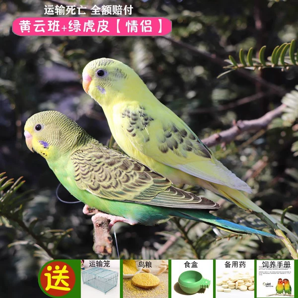 Huang Yunban+Green Tiger Skin (One Gong and One Mother) Bag to speak