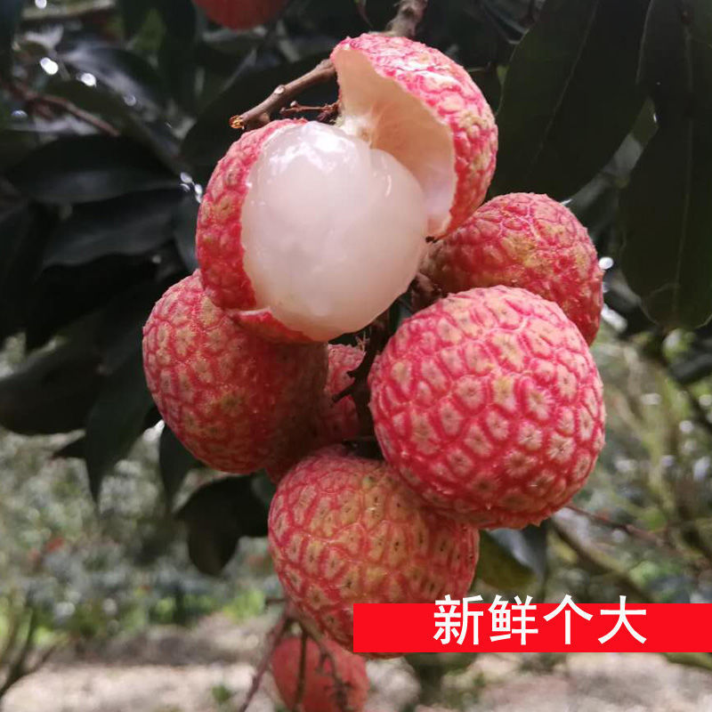 Deliver goods Sugar vase Litchi fresh Feizixiao Season fruit Guiwei Glutinous rice