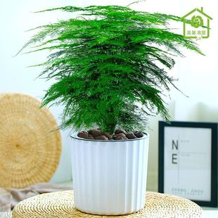 Asparagus Potted Plants Indoor Air Purification Office Hydroponic Small Green Plants and Florals Complete Bonsai Evergreen All Year Round