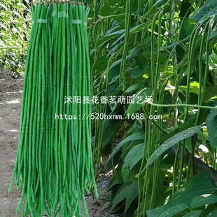 ���L�����ǷN�G�חl�L�����ӷN�Ѹ߮a���������ﲥ�߲˷N�����N��