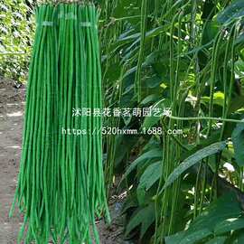 特长豇豆角种绿白条长豆角子种籽高产抗病春夏秋播蔬菜种豇豆种子