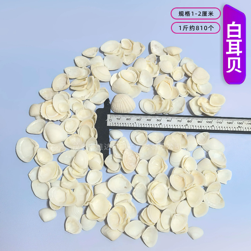 天然法螺貝 卸売供給源 魚水槽造園 工芸品 消耗品 1-10cm シェル|undefined