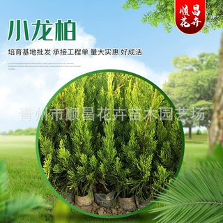 乔木小龙柏苗木 湿地绿化护坡苗木小龙柏 青州基地批发小龙柏苗木