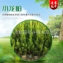 青州绿化湿地护坡小龙柏